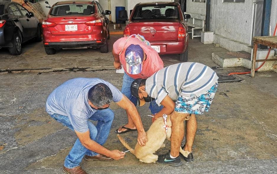 Realiza Gobierno Municipal campaña de vacuna antirrábica y desparasitación canina y felina