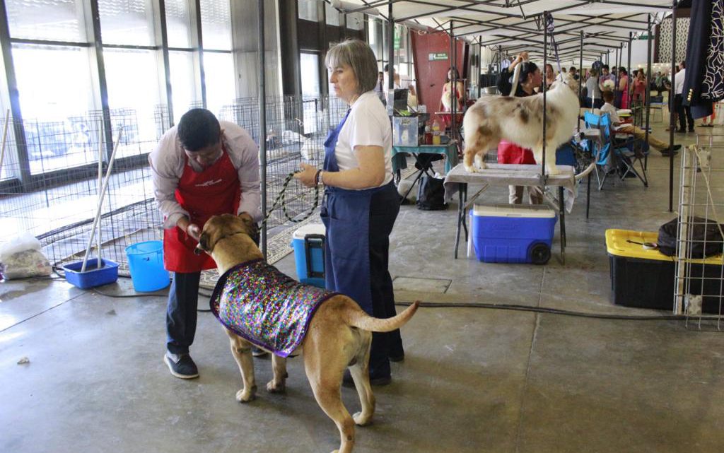 Acapulco, sede de la quinta Exposición Nacional Canina