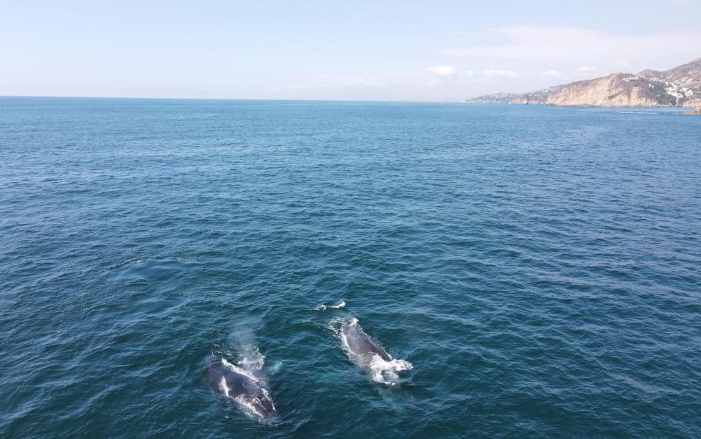 Comité de Avistamiento de Ballenas vigilará que se cumpla con la normatividad