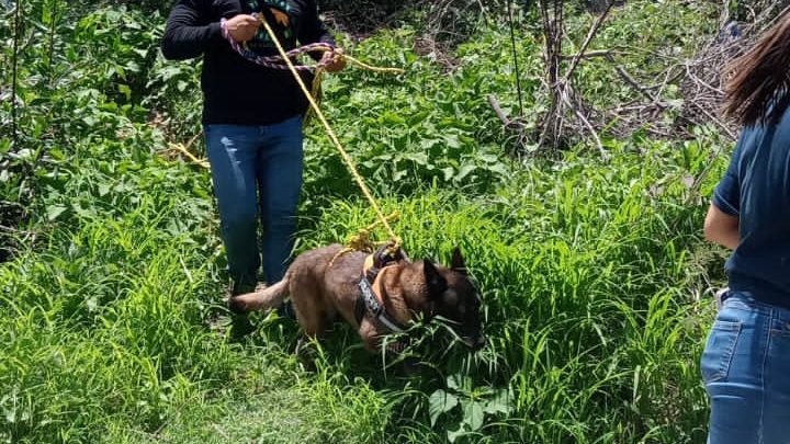 Rescatan Gobierno de Guerrero y la asociación Perritos Felices dos perros en situación de maltrato