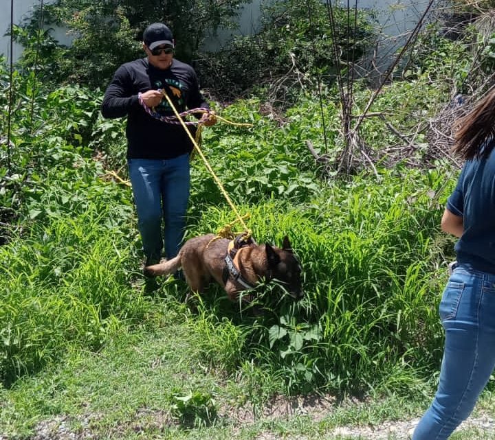 Rescatan Gobierno de Guerrero y la asociación Perritos Felices dos perros en situación de maltrato