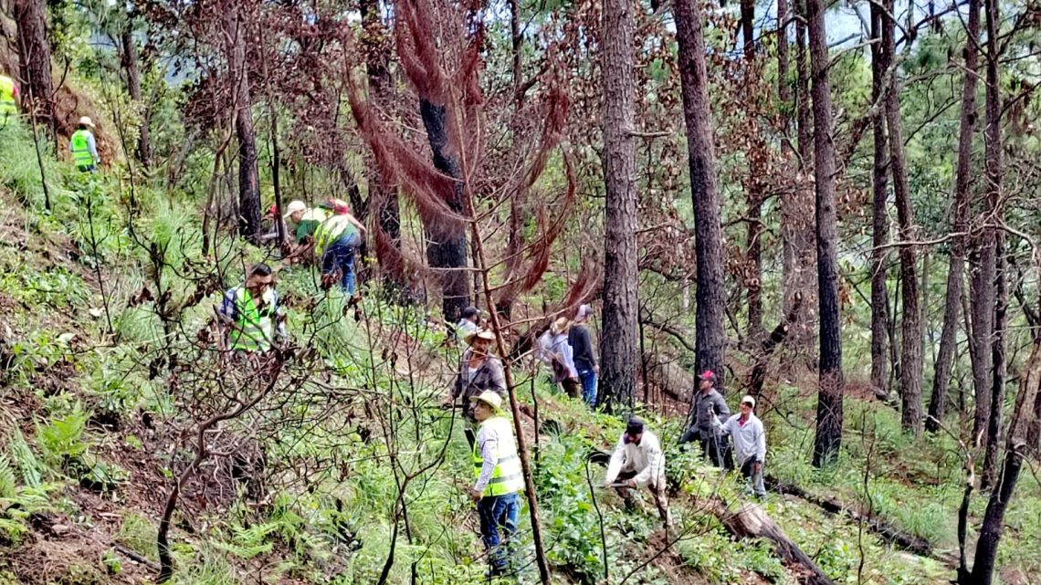 Inicia CAPASEG acciones de reforestación para recuperación de bosque; planta 800 árboles en la sierra de Chilpancingo