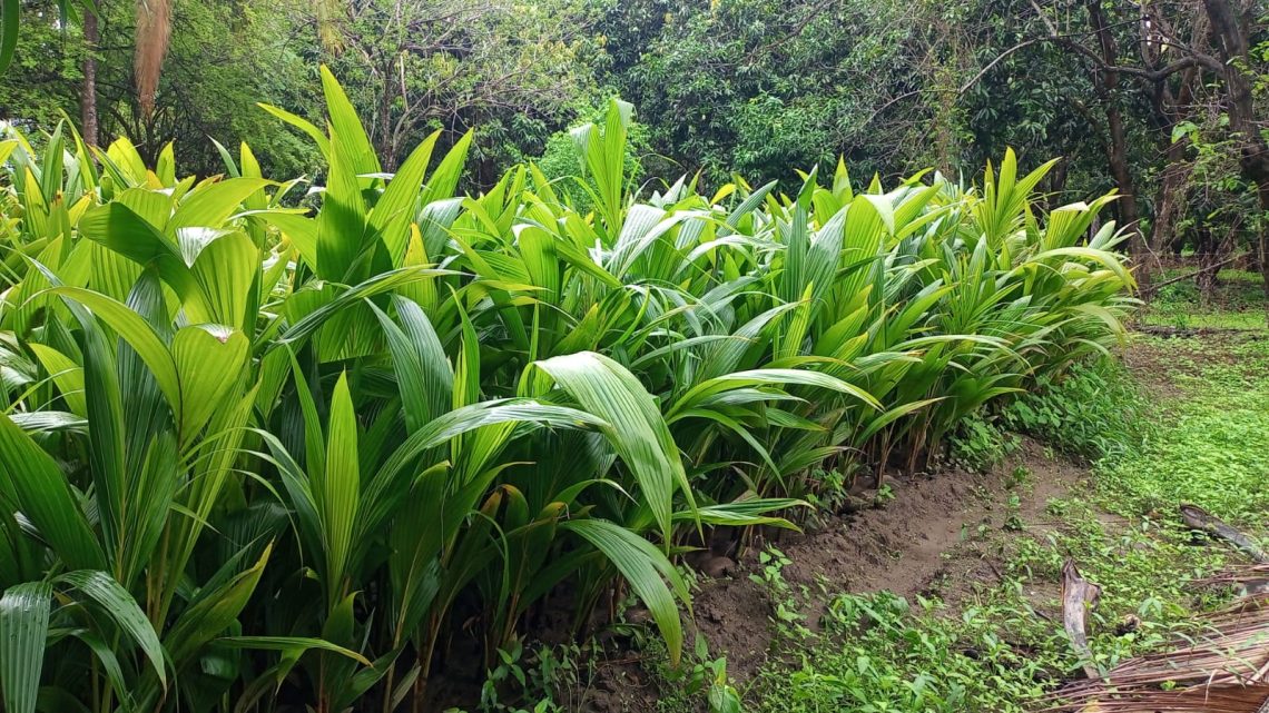 Lanza Evelyn Salgado programa para renovar huertas de coco en Guerrero