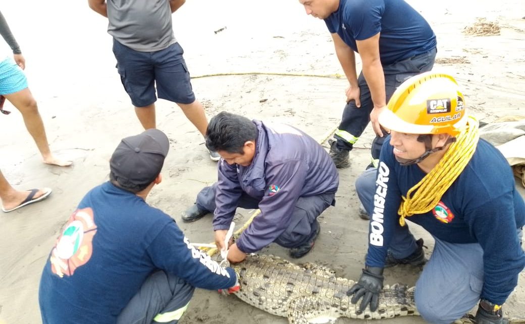 Continúa labores de búsqueda y captura de cocodrilos en playas y zonas urnas de Acapulco